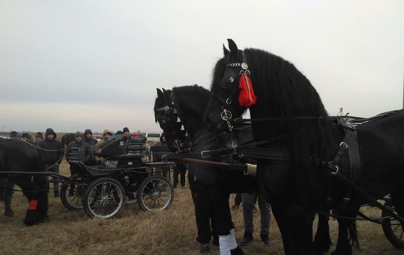 REPORTAJ/ Sărbătoare la Pietroşani, Prahova: cai aduşi la botezat în zi de sărbătoare, bătuţi cu sălbăticie: "Fir-ar mă-ta a dracului!"/ VIDE0&FOTO