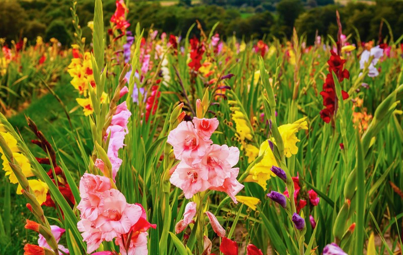 Gladiole - plantare și îngrijire. Florile care înfrumusețează orice grădină sau încăpere