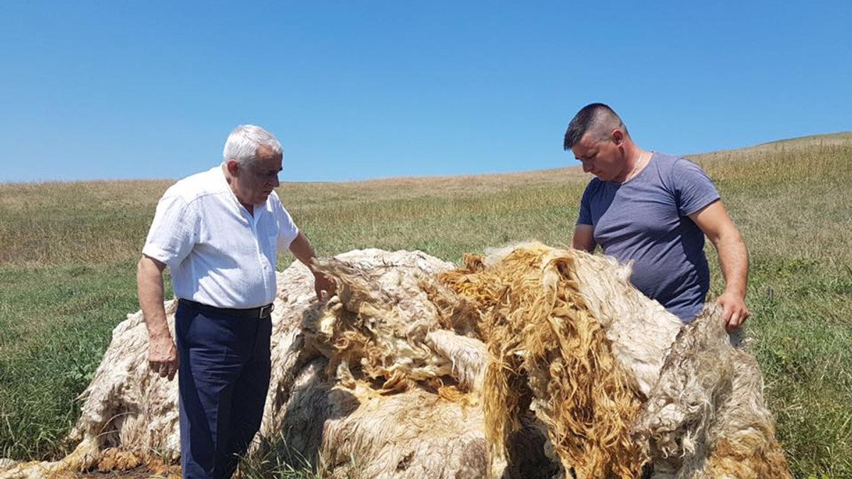 Ministrul Petre Daea, despre obsesia lui pentru oi