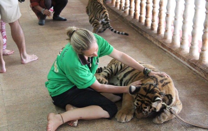 Animalele "Templului tigrilor" din Thailanda sunt ținute în lanțuri/FOTO