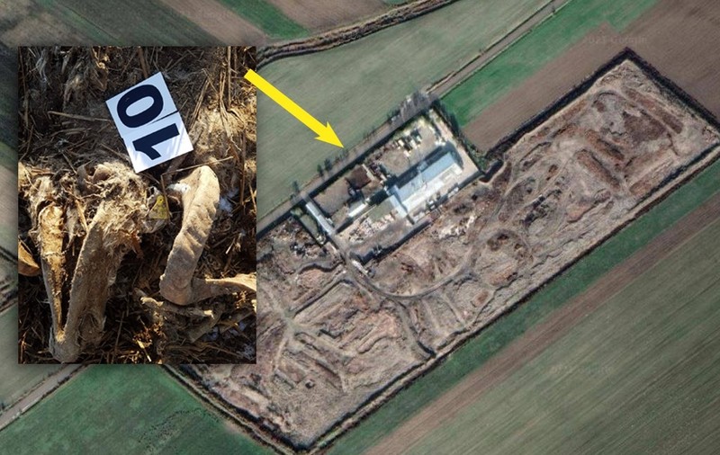 Cimitir ilegal lângă Dunăre: mii de animale îngropate lângă un „incinerator”. Procurorii au găsit bălți de sânge și amoniu de 30 de ori mai mult decât valoarea admisă