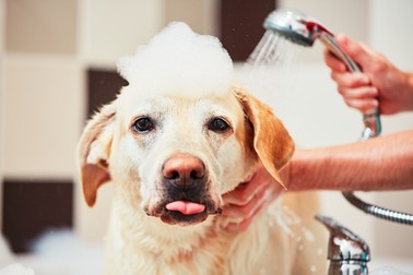 Cum se îngrijește rasa Labrador