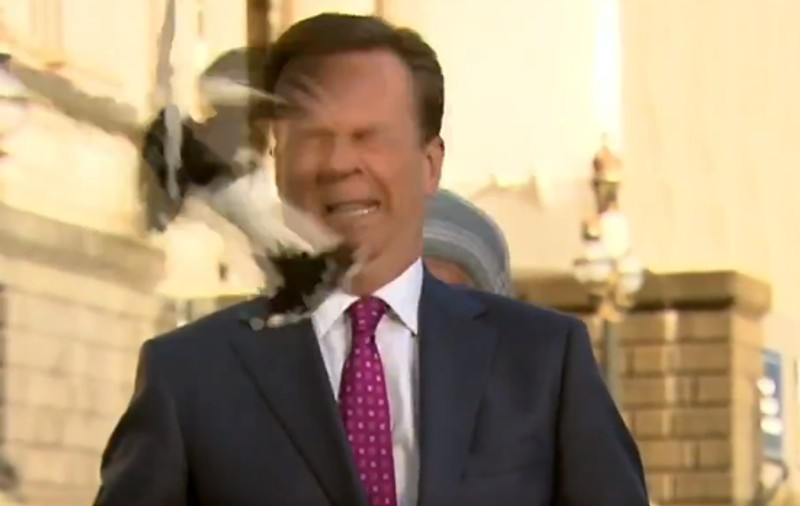 VIDEO  | Un reporter din Australia, lovit în faţă de o coţofană înainte de a intra în direct