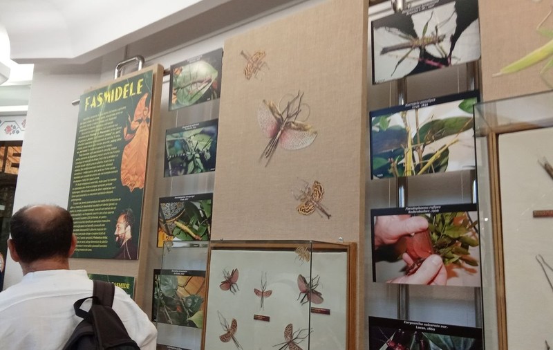 Fasmidele, insectele care se camuflează în frunze pot fi admirate la Complexul Muzeal de Ştiinţele Naturii din Galați