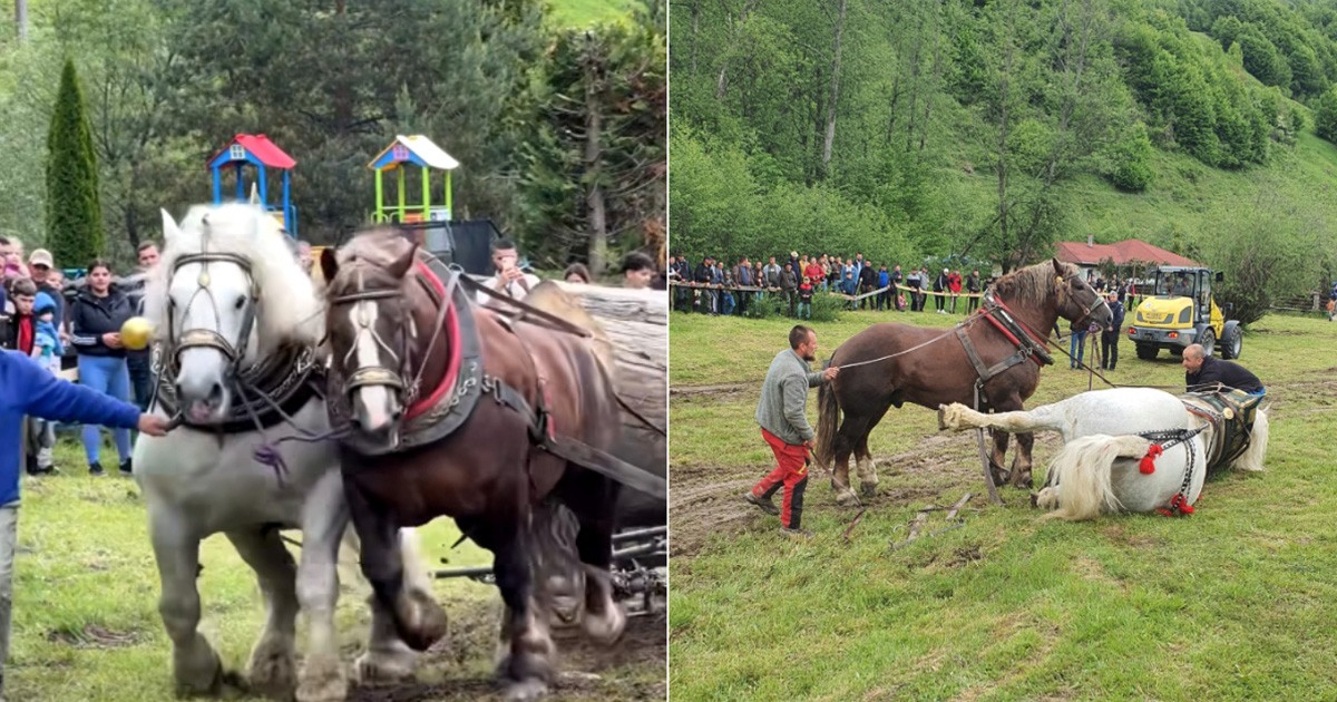 Colaj cu Falko, calul de tracțiune mort după un concurs de tras bușteanul