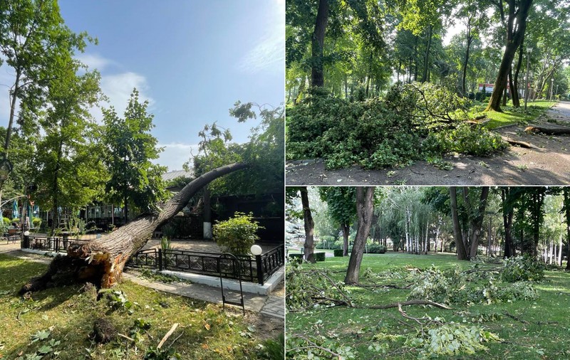 Cum arată Parcul Copou din Vaslui după ce a fost lovit de o furtună violentă. Copaci de 10 metri înălțime, smulși din rădăcină 