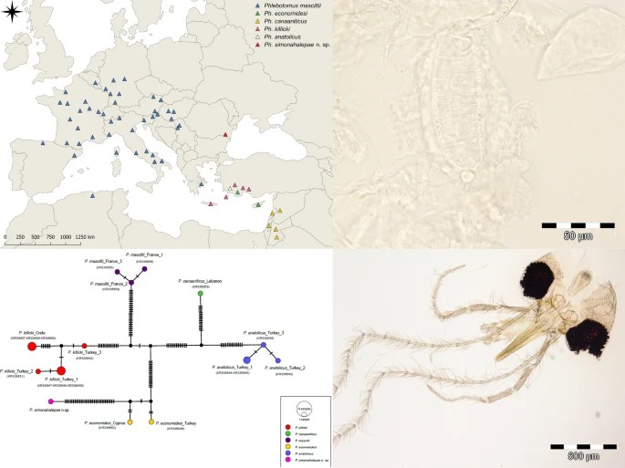 Noua specie găsită de cercetătorii români în Constanța și numită Phlebotomus simonahalepae. Foto: Parasites &amp; Vectors