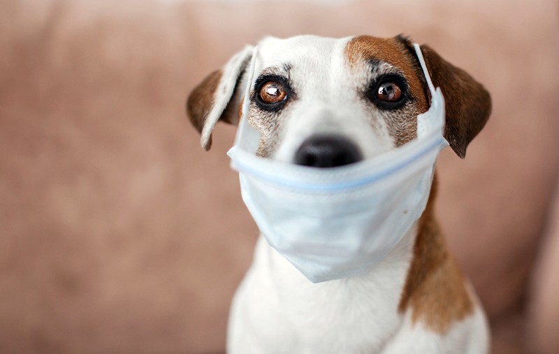 Se pot îmbolnăvi animalele de companie și de fermă de COVID-19? Răspunsul unui profesor de medicină veterinară din SUA