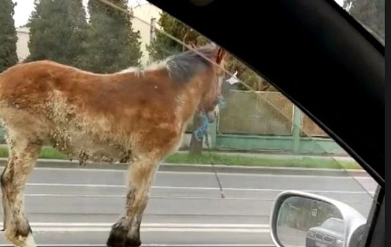 Caii, vacile sau caprele nu vor mai fi crescute în Deva. Amenda Primăriei ajunge la 3.000 de lei pe zi