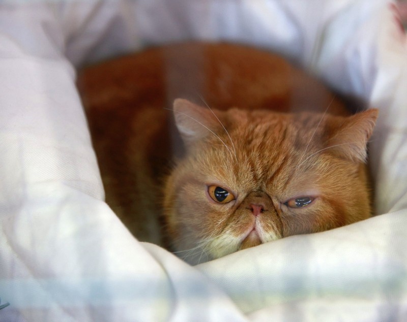 Libertatea a mers la Campionatul Mondial Felin. Bucureștiul, capitala mondială a pisicilor: peste 750 de feline din întreaga lume au strălucit la Romexpo