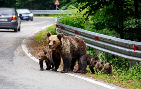 Cu ce sumă a fost amendat turistul bulgar rănit de un urs pe Transfăgărășan, după ce i-a dat de mâncare