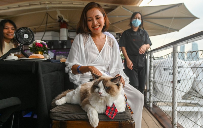 Croaziere luxoase alături de pisici, ultimul trend în turismul din Singapore. Cât costă un bilet pentru mâțe răsfățate precum Coco, Bobo și Mahmud | VIDEO