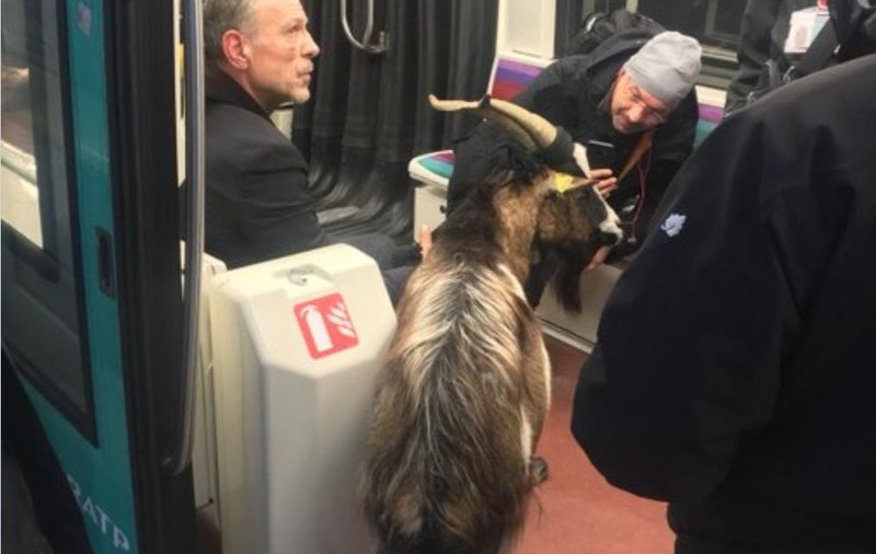 A furat o capră de lângă Muzeul Luvru și a dus-o la metrou. Imagini cu animalul, virale pe rețelele de socializare / FOTO&VIDEO