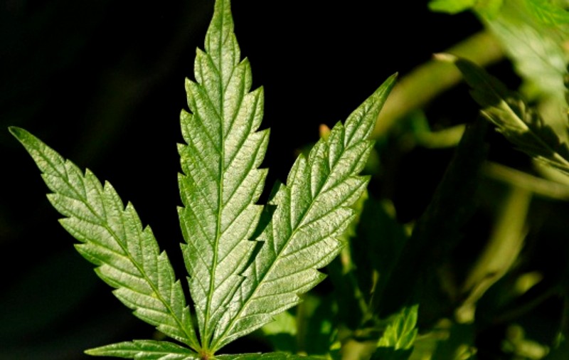 Consumul de marijuana creşte riscul bolilor psihice?
