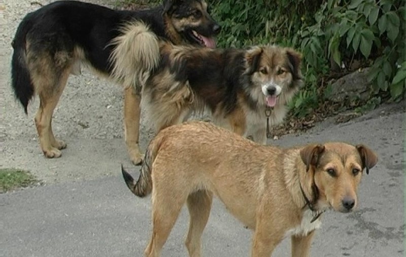 Niște câini maidanezi au intrat într-o grădină zoologică și au făcut prăpăd. Ce animale au ucis