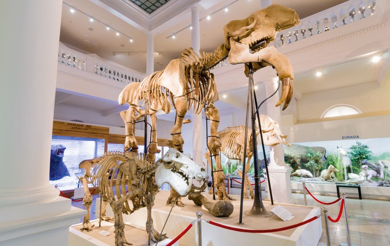 Art Safari și Antipa fac schimb de exponate pentru o săptămână și găzduiesc expoziții temporare simultane