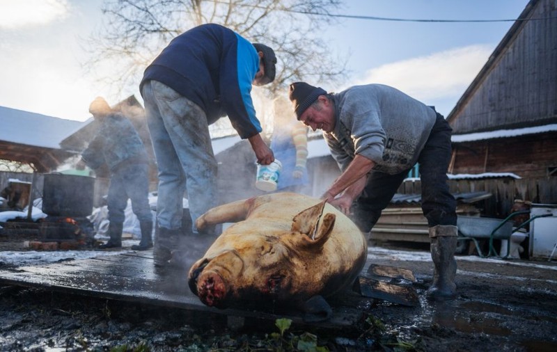 Ziua de Ignat, obiceiuri și superstiții. Pe 20 decembrie românii care încă țin la tradiții sacrifică porcul pentru masa de Crăciun