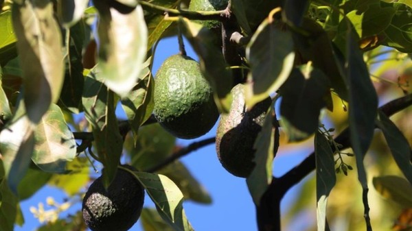 Avocado, înainte de recoltare, în Mexic Sursă foto: Getty Images.