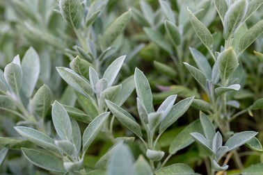 Salvie - Salvia officinalis