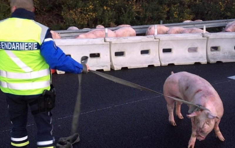 Peste 180 de porci au murit în Franța, după ce camionul care îi ducea la abator s-a răsturnat într-o intersecție