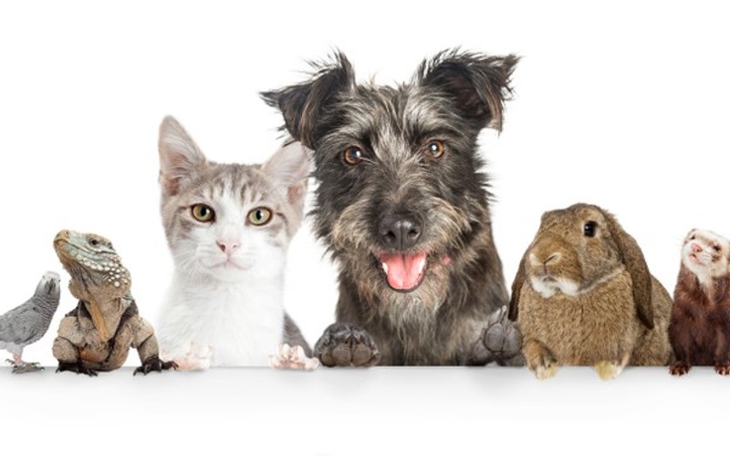 Animale de companie - care sunt cele mai populare animăluțe pe care să le ai acasă