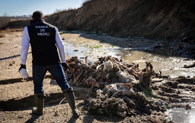 FOTO. Garda de Mediu face verificări în cazul cadavrelor de animale abandonate în albia râului Cotmeana
