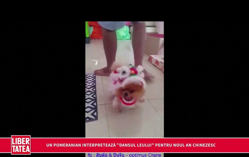 ADORABIL! Un câine pomeranian repetă “dansul leului” pentru Anul Nou Chinezesc | VIDEO