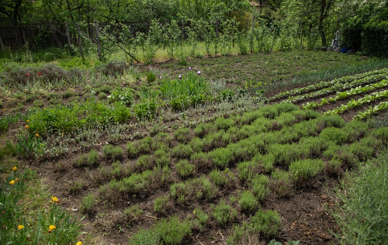 Îmblânzitorul de lavandă și mușețel. Pasionat de plantele medicinale, cercetătorul Nicolai Ungureanu a creat reţete proprii de ceaiuri naturale