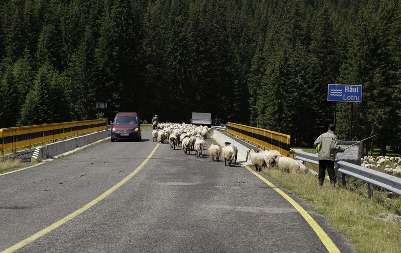 O mașină a luat în plin o turmă de oi, în Botoșani. 13 animale au fost ucise