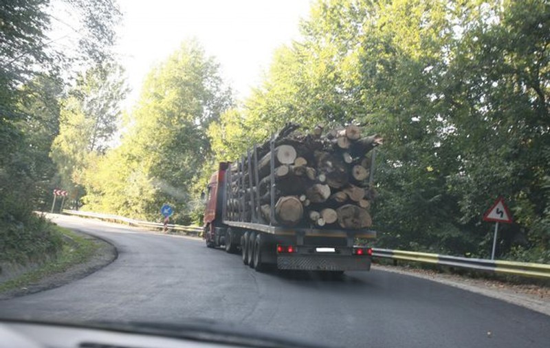 Pădurari din Vâlcea, complici cu hoții. Furtul de lemn din pădure era acoperit de polițiști care găseau clienți