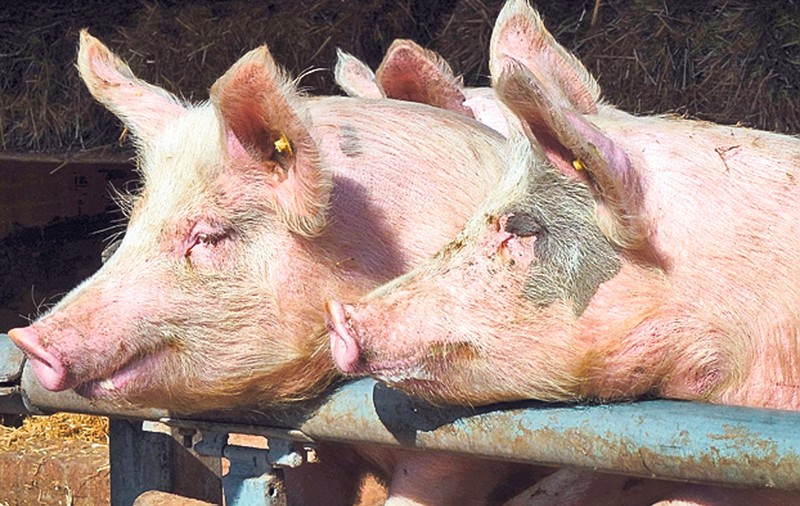 Târgurile de porci, interzise din cauza focarului de pestă porcină