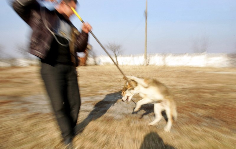 Cresc pedepsele pentru cei care bat și ucid animalele. Proiectul de lege, votat de Parlament