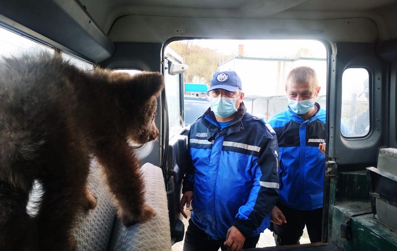 Doi pui de urs răniți, salvați de jandarmii din județul Argeș