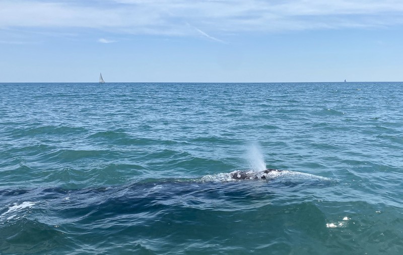 O balenă cenușie rătăcită în Marea Mediterană caută cu disperare să se întoarcă în Pacific. „E doar piele și os”