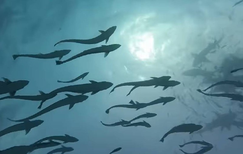Un rechin a înghițit camera unui scafandru în Maldive: imagini extraordinare din gura sa
