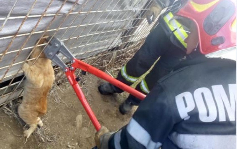 Pompierii din Bârlad, chemați să salveze o pisică. Ce a pățit felina