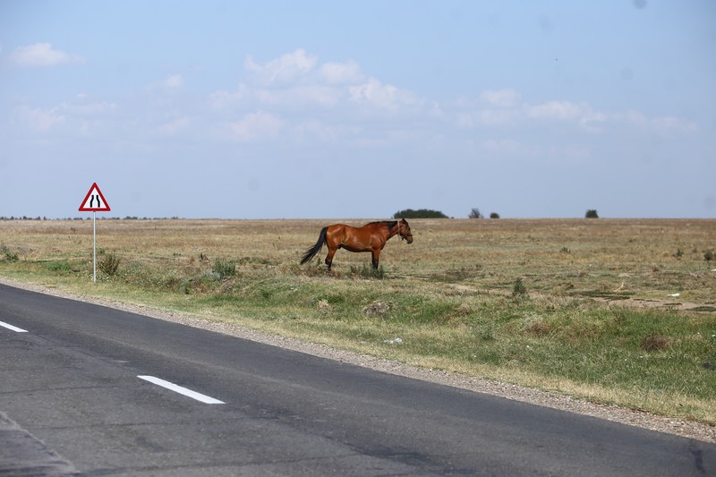 Primarul susține că a îndemnat localnicii să-ți mâne animalele pe marginea drumului național. Foto: Dumitru Angelescu / Libertatea