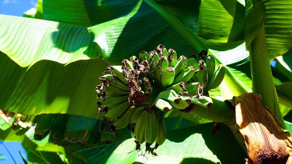 Fotografia arată o inflorescență de banane verzi pe un copac cu frunze mari și late, de culoare verde. Bananele au capetele uscate și întunecate iar frunza din spate este parțial umbrită, cu texturi vizibile.