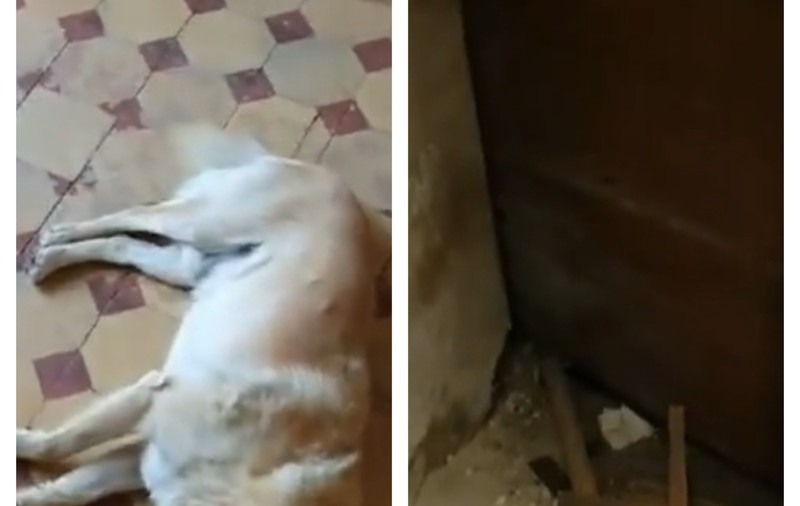 VIDEO | Imagini revoltătoare din subsolul Spitalului Județean Cluj-Napoca: șobolani, mobilier vechi și gunoaie. Explicațiile managerului