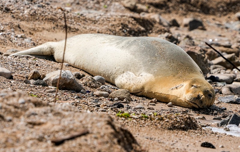 O focă dintr-o specie pe cale de dispariție a fost fotografiată pe o plajă din Tel Aviv. Grupuri de curioși au venit să o vadă pe Iulia