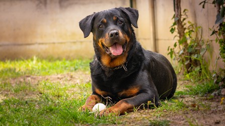 Rasa Rottweiler - cele mai inteligente rase de câini