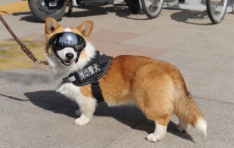 Primul câine polițist Corgi din China a smuls un cârnat de la un copil. Nu e prima dată când are probleme la locul de muncă