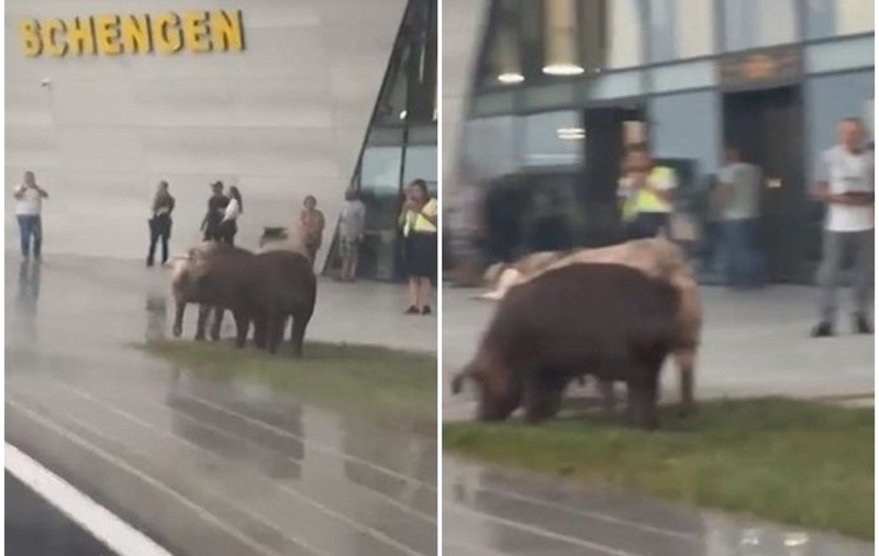 Porci filmaţi în faţa noului Terminal Schengen al Aeroportului din Timişoara
