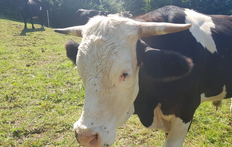 Angajați și studenţi de la Facultatea de Medicină Veterinară din Cluj-Napoca, diagnosticaţi cu febră Q. Cum se transmite boala