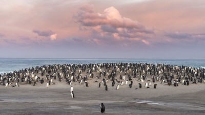 pinguini în Antarctica