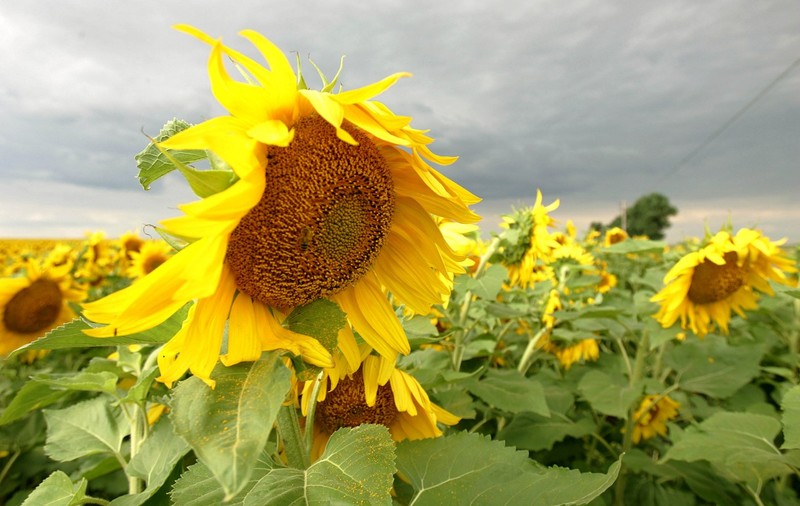 Cele 440.000 de tone de floarea-soarelui importate de Bulgaria din Argentina au conținut periculos de pesticide și nu vor fi procesate în ulei