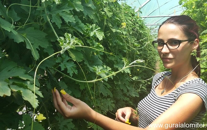La 23 de ani, are propria ei afacere! O tânără din Făcăeni crește castraveți amari, leguma care tratează natural diabetul