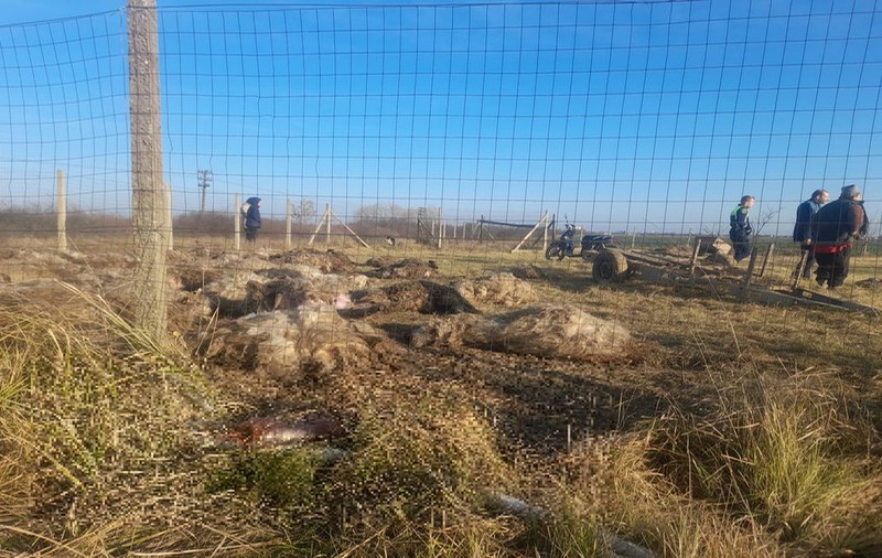 Zeci de oi, ucise de o haită de câini la o fermă de la marginea municipiului Timișoara