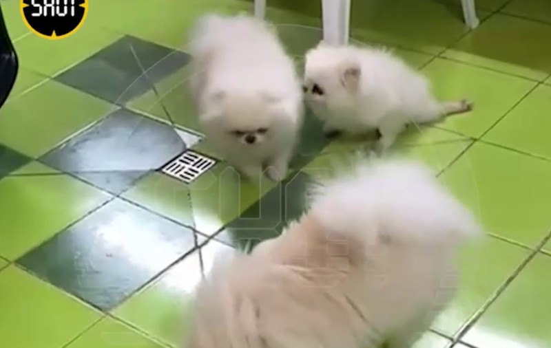Un rus beat a împușcat cei cinci câini ai unui vecin, care lătrau la el de dincolo de gard