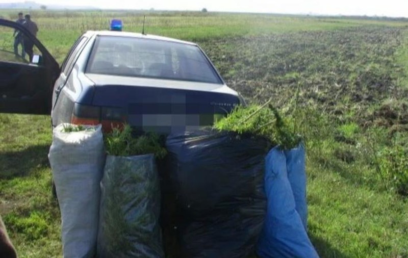 Captură record de canabis în Mehedinţi
